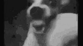 thumbnail of medium het doggo