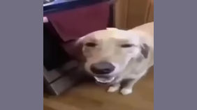 thumbnail of medium butter dog type beat